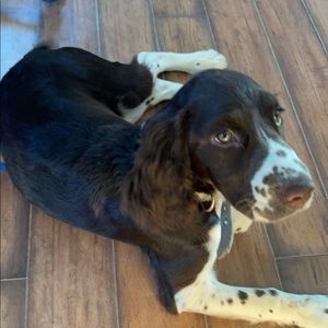 Meet your Posher, Dawsen